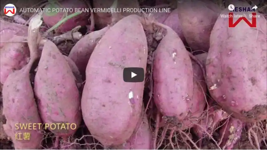 Automatic Potato Bean Vermicelli Production Line